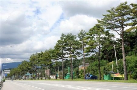 강릉소나무 명품거리 조성공사 시공 사진