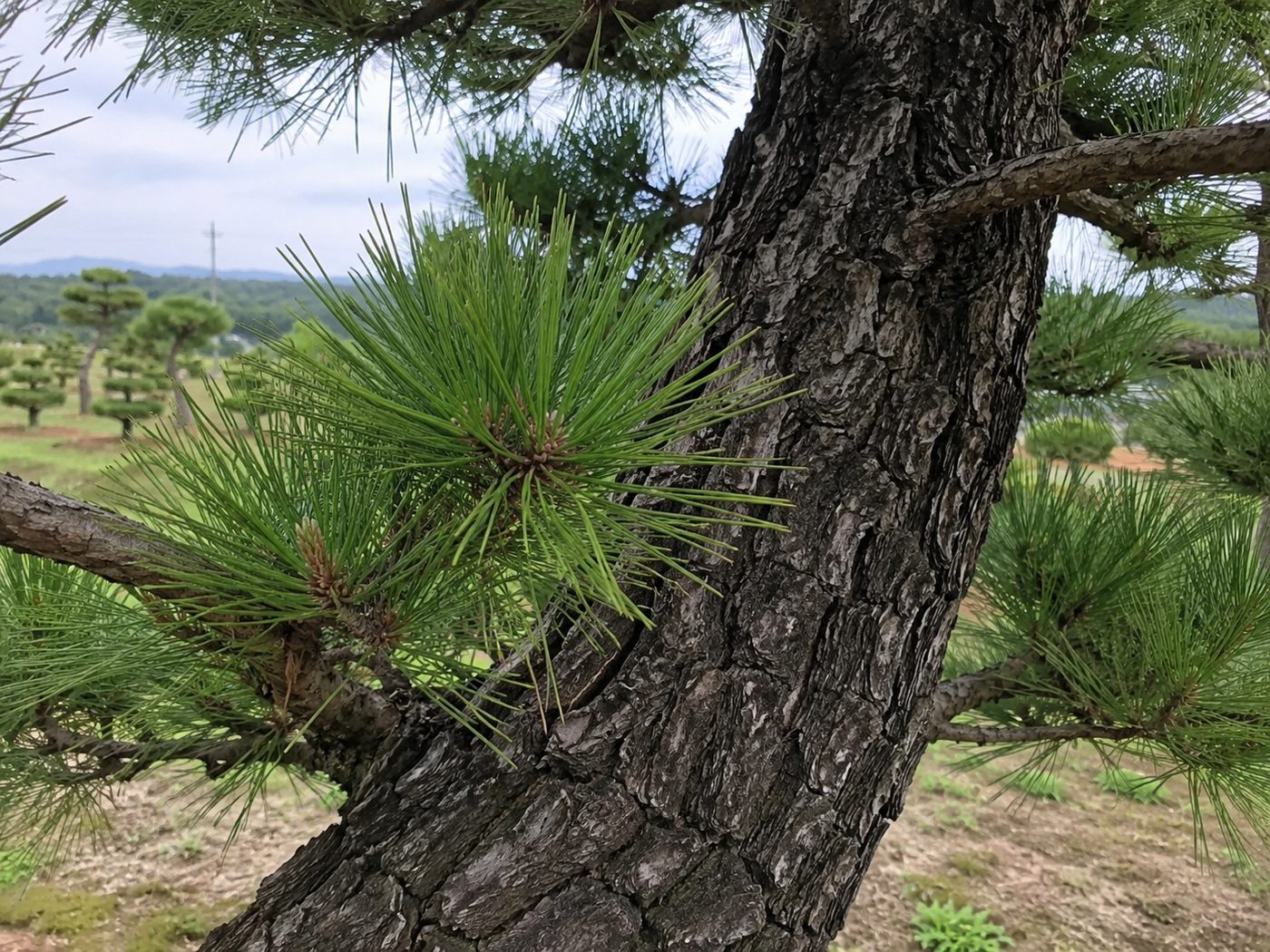 해송 2