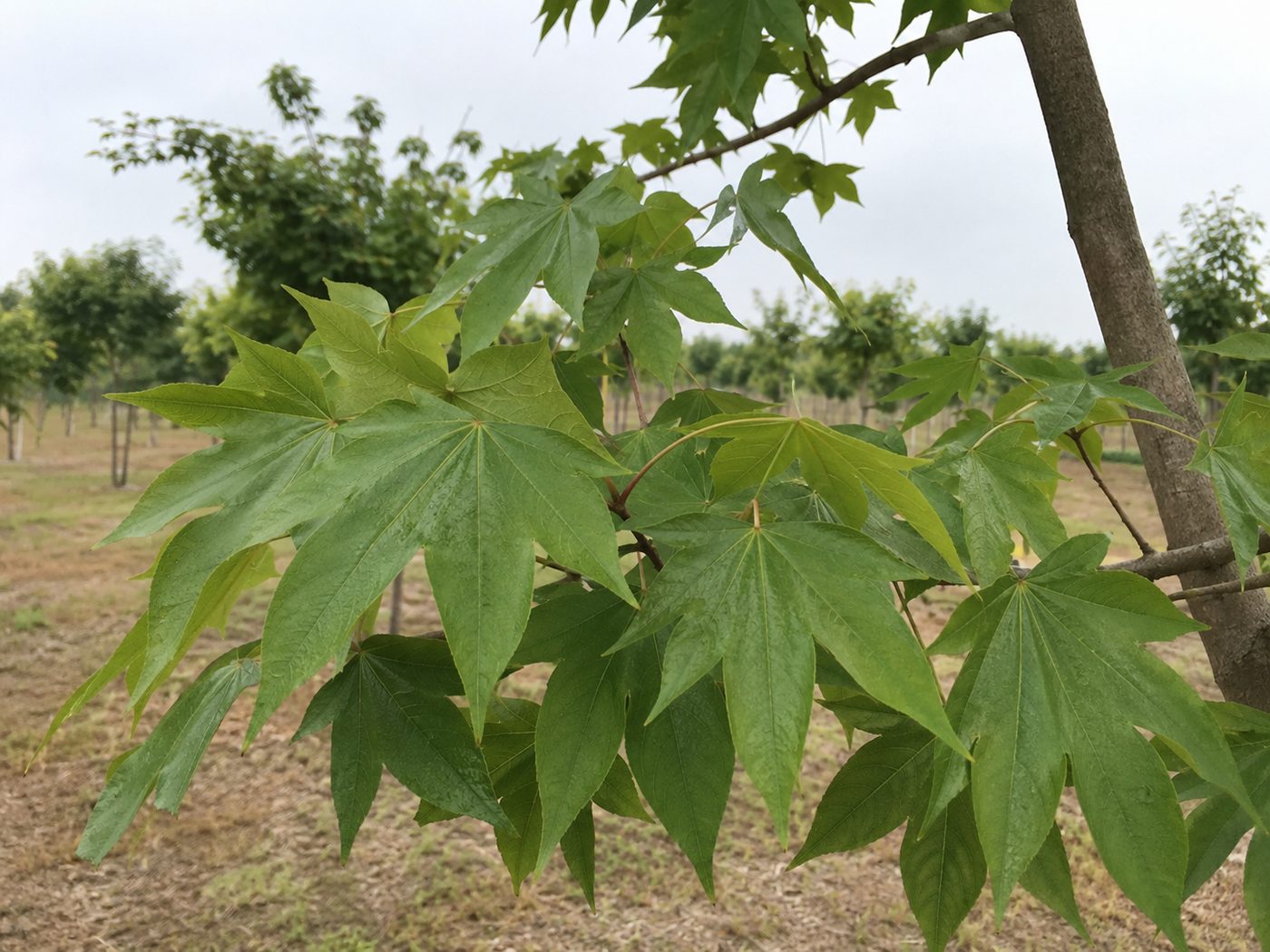 고로쇠단풍 2