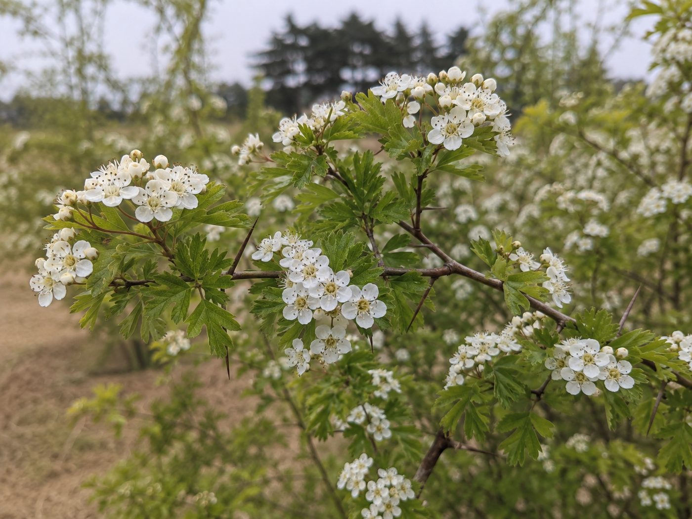 산사나무 2