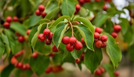 산딸나무 4